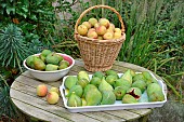 Harvesting the orchard