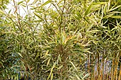Bamboo (Hibanobambusa tranquillans) Shiroshima