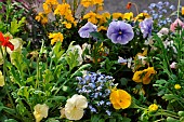 Annual flower bed with dominant pansy (Viola cornuta)