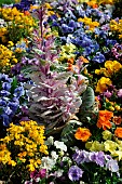 Annual flower bed with dominant pansy (Viola cornuta)