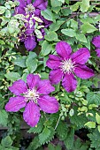 Blue Clematis in flower in spring, Pas-de-Calais, Hauts-de-France, France