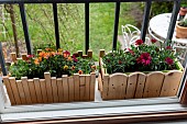 Planting Cape Daisy (Osteospermum sp) and Carnation (Dianthus sp) in a window box in spring