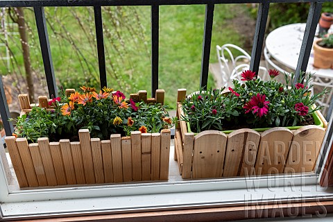 Planting_Cape_Daisy_Osteospermum_sp_and_Carnation_Dianthus_sp_in_a_window_box_in_spring