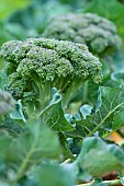 Broccoli (Brassica oleracea var. italica) in the vegetable garden, Magalas, Hérault, France