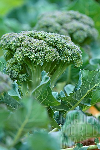 Broccoli_Brassica_oleracea_var_italica_in_the_vegetable_garden_Magalas_Hrault_France