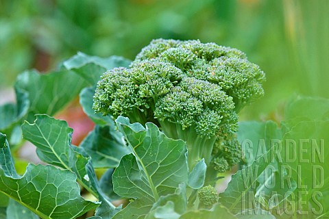 Broccoli_Brassica_oleracea_var_italica_in_the_vegetable_garden_Magalas_Hrault_France