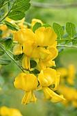 Turkish Bladder Senna (Colutea cilicica) flowers, France