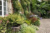 Perennial, african lily, fern, banana (Musa basjoo), in front of a house, France