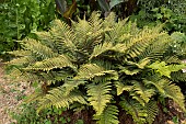 Japanese lace fern (Polystichum polyblepharum), France