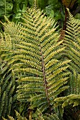 Japanese lace fern (Polystichum polyblepharum) leaves, France