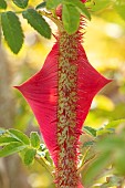 Winged Rose (Rosa sericea ssp. pteracantha), thorn, France