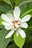 ?Sweetshrub (Calycanthus x raulstonii) Venus, flower