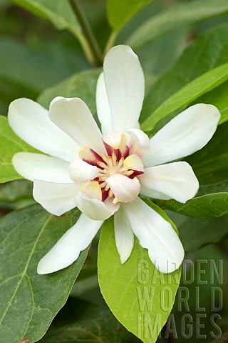 Sweetshrub_Calycanthus_x_raulstonii_Venus_flower