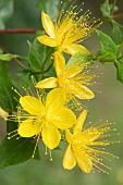 Stinking tutsan (Hypericum hircinum), Flower, France