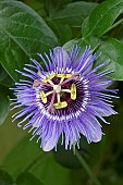 Passionflower (Passiflora caerulea) Purple Haze flower, France