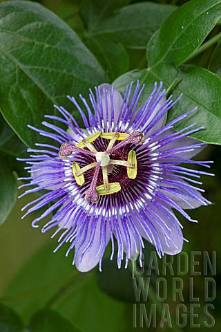 Passionflower_Passiflora_caerulea_Purple_Haze_flower_France