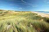 Marram grass (Ammophila arenaria), Vauville dunes, Manche, France