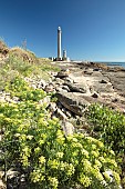 Sea fennel (Crithmum maritimum), Gatteville lighthouse, Manche, France