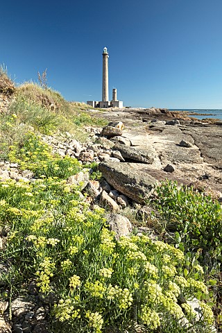 Sea_fennel_Crithmum_maritimum_Gatteville_lighthouse_Manche_France
