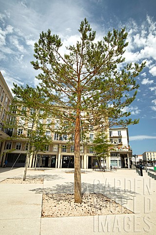 Scots_pine_Pinus_sylvestris_planted_in_a_street_in_a_city_Le_Havre_France