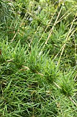 New shoots of Chusquea bamboo (Chusquea valdiviensis)