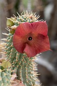 Hoodia (Hoodia gordonii) flower