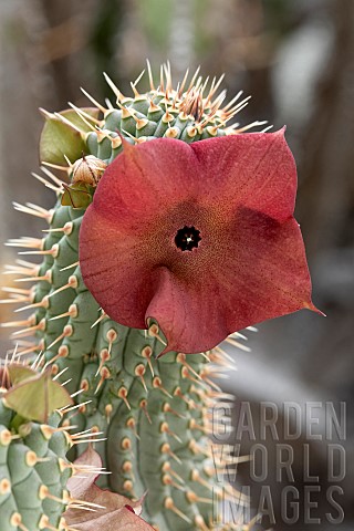 Hoodia_Hoodia_gordonii_flower