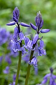 Massarts bluebell (Hyacinthoides x massartiana) (Hyacinthoides hispanica x Hyacinthoides non scripta) flowers, France