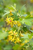 Golden currant (Ribes aureum) flowers, France