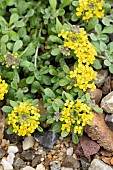 Alpine madwort (Alyssum alpestre) flowers, France