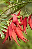 Parrots beak (Clianthus puniceus) flowers, France