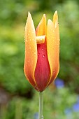 Golden lady tulip (Tulipa clusiana var. chrysantha) flower, France