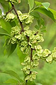 Chenmou Elm (Ulmus chenmoui) fruits, France