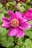 Russos Peony (Paeonia mascula subsp. russoi) flower, France