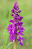 Early-purple orchid (Orchis mascula) flowers, France
