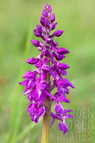 Earlypurple_orchid_Orchis_mascula_flowers_France