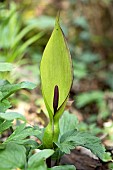 Cuckoo pint (Arum maculatum) inflorescence, France