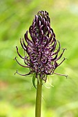 Black Rampion (Phyteuma nigrum) flower, France