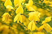 English broom (Cytisus scoparius) flowers, France