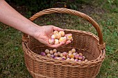 Artisanal picking of plums in a garden, Bas Rhin (67), Alsace, Grand Est region, France