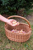 Artisanal picking of plums in a garden, Bas Rhin (67), Alsace, Grand Est region, France