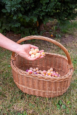 Artisanal_picking_of_plums_in_a_garden_Bas_Rhin_67_Alsace_Grand_Est_region_France
