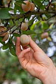 Artisanal picking of plums in a garden, Bas Rhin (67), Alsace, Grand Est region, France