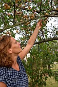 Artisanal picking of plums in a garden, Bas Rhin (67), Alsace, Grand Est region, France