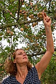 Artisanal picking of plums in a garden, Bas Rhin (67), Alsace, Grand Est region, France