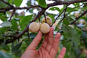 Artisanal picking of plums in a garden, Bas Rhin (67), Alsace, Grand Est region, France