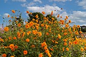 Les Jardins Rocambole, Artistic vegetable and botanical gardens in organic farming, A meeting between art and Nature, floral massif of Sulphurous Cosmos or Klondike Cosmos, Considered an invasive plant in the United States and Brazil, La Lande aux Pitois, Corps Nuds, Ille-et-Vilaine (35), Brittany, France