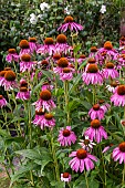 Rocambole gardens, Artistic vegetable and botanical gardens in organic farming, A meeting between art and Nature, Purple Echinacea (Echinacea purpurea) , flower bed, La Lande aux Pitois, Corps Nuds, Ille-et-Vilaine (35), Brittany, France