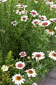 Les jardins Rocambole, Artistic vegetable and botanical gardens in organic farming, A meeting between art and Nature, Cosmos xanthos (Cosmos bipinnatus) in flower, La Lande aux Pitois, Corps Nuds, Ille-et-Vilaine (35), Brittany, France