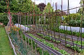 Les jardins Rocambole, Artistic vegetable and botanical gardens in organic farming, A meeting between art and Nature, vegetable garden, cultivation of vegetables, La Lande aux Pitois, Corps Nuds, Ille-et-Vilaine (35), Brittany, France